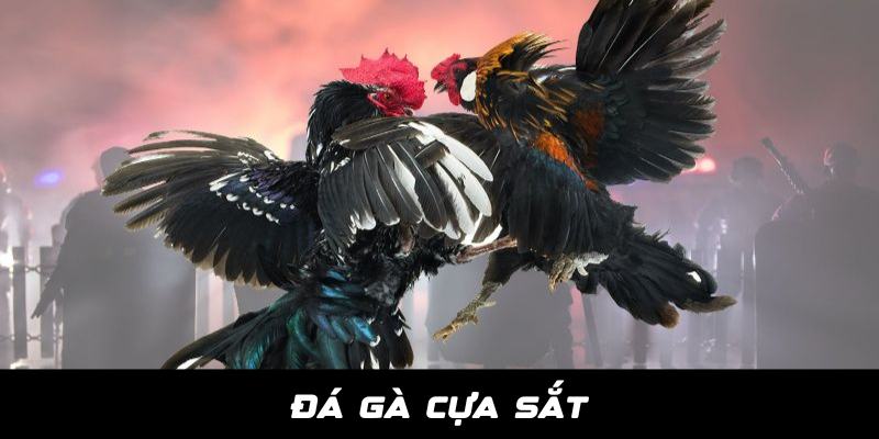 Đá Gà Cựa Sắt - Thiên Đường Giải Trí Dành Cho Kê Thủ Tại Jun88 9 Da ga cua sat