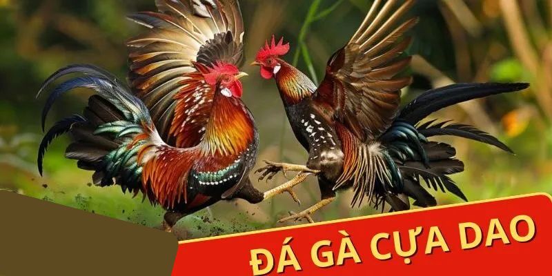 Đá Gà Cựa Dao Jun88 - Những Trận Chiến Khét Nhất Thế Giới 10 da ga cua dao
