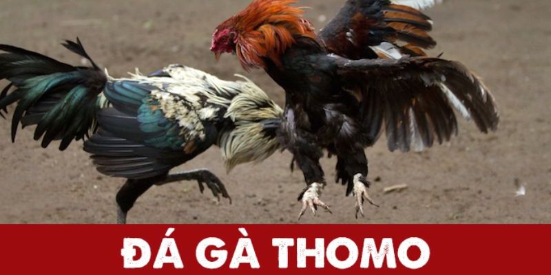 Đá Gà Thomo – Sân Chơi Đỉnh Cao Của Giới Đam Mê Đá Gà 5 da ga thomo dai dien