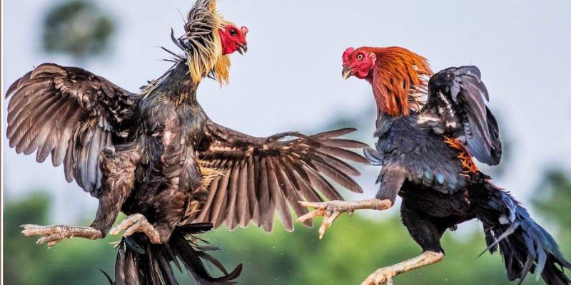 Tổng Hợp Mẹo Chọn Gà Đá Hay Của Các Chuyên Gia 8 meo chon ga da